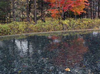 Reflection of trees in river