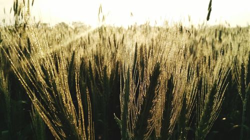 Close-up of wheat growing on field against sky