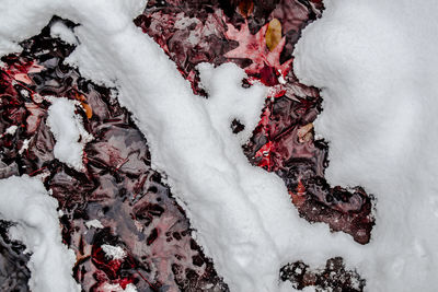 Close-up of snow