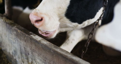 Close-up of cow