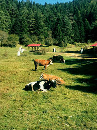 Horses in a field