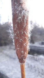 Close-up of snow on tree