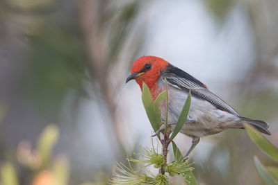 Close-up of a bird perching on branch