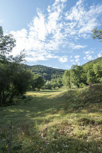 Scenic view of trees on field against sky