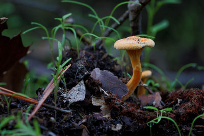 Close-up of mushroom growing on field