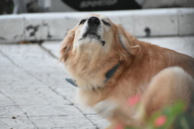 Close-up of dog outdoors