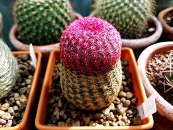 Close-up of succulent plant in basket