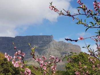 View of flowering plants against cloudy sky