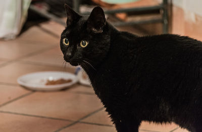 Close-up of black cat