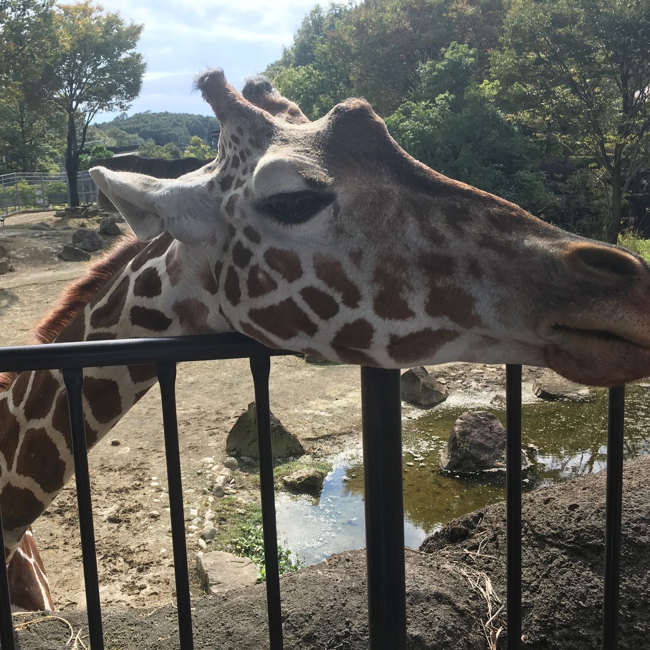 animal themes, water, one animal, animals in the wild, railing, wildlife, nature, day, fence, outdoors, mammal, sunlight, river, close-up, part of, no people, metal, zoo, focus on foreground, wood - material