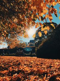 Sunlight falling on leaves during autumn