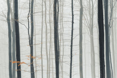 Winter forest photography foggy and snowy