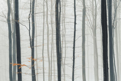 Full frame shot of wooden wall