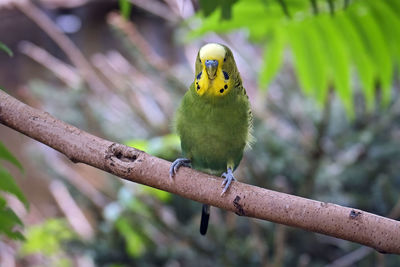 Close-up of parrot perching on branch