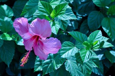 Close-up of hibiscus blooming outdoors