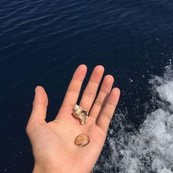 High angle view of hand feeding on water