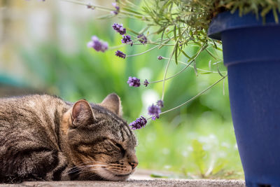 Close-up of cat sleeping by potted plant on floor
