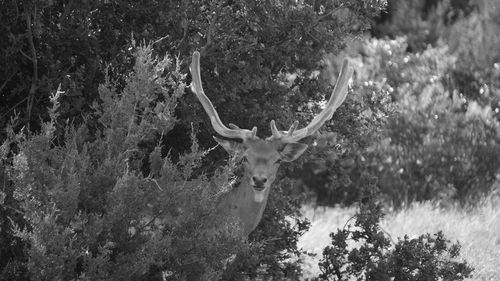 Deer in forest