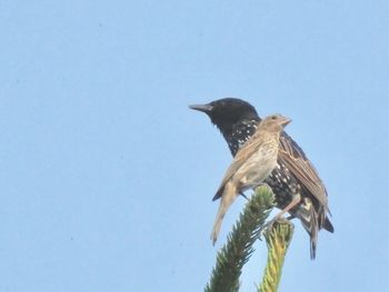 Low angle view of bird perching on a tree