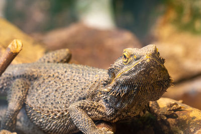 Close up of a central bearded dragon  in captivity