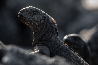 Close-up of lizard on rock