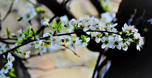 Close-up of white flowers on tree