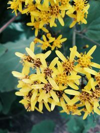 Close-up of bee on yellow flowers