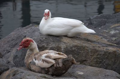 Close-up of ducks on shore