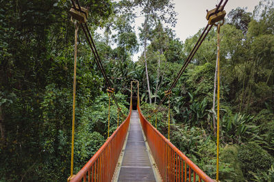 Footbridge amidst trees in forest