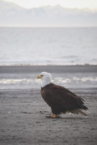 Seagull on a beach