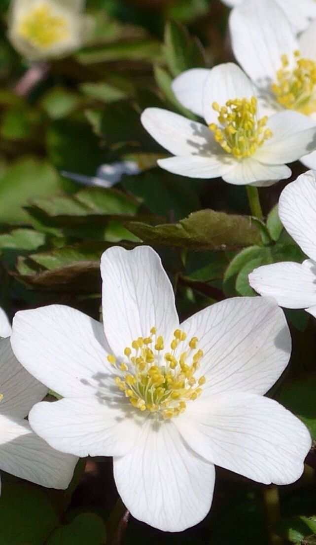 flower, petal, freshness, white color, flower head, fragility, growth, beauty in nature, pollen, close-up, blooming, nature, white, focus on foreground, daisy, plant, in bloom, stamen, blossom, leaf