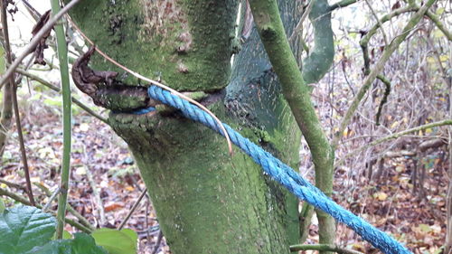 Close-up of lizard on tree