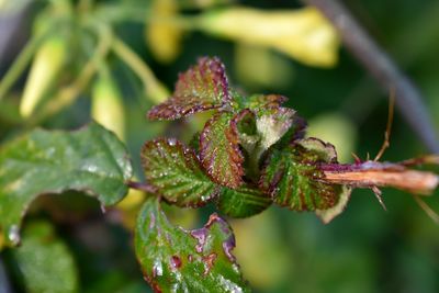 Close-up of fresh green leaves on plant