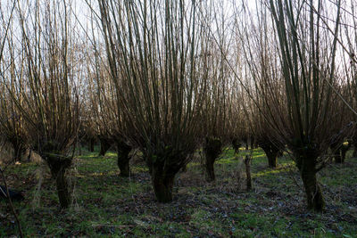 Trees on field against sky