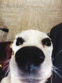 Close-up portrait of dog at home