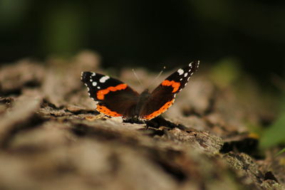 Close-up of butterfly on leaf