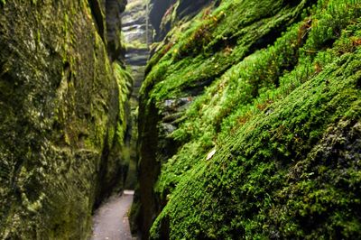 Close-up of moss growing on land