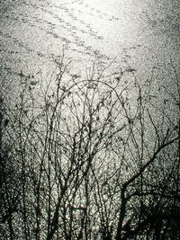 Low angle view of bare trees against sky
