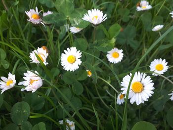 Close-up of white daisy flowers