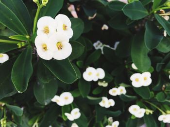 Close-up of white flowers