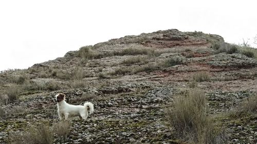 Dog on field against sky