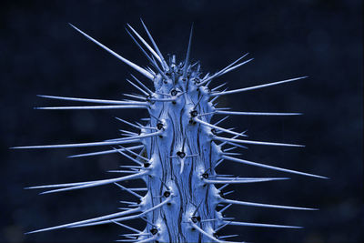 Close-up of fireworks against sky at night