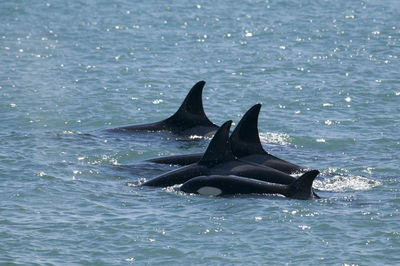 Close-up of whale swimming in sea