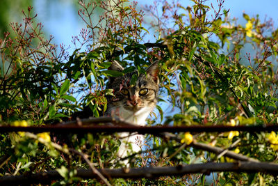 Low angle view of cat on tree