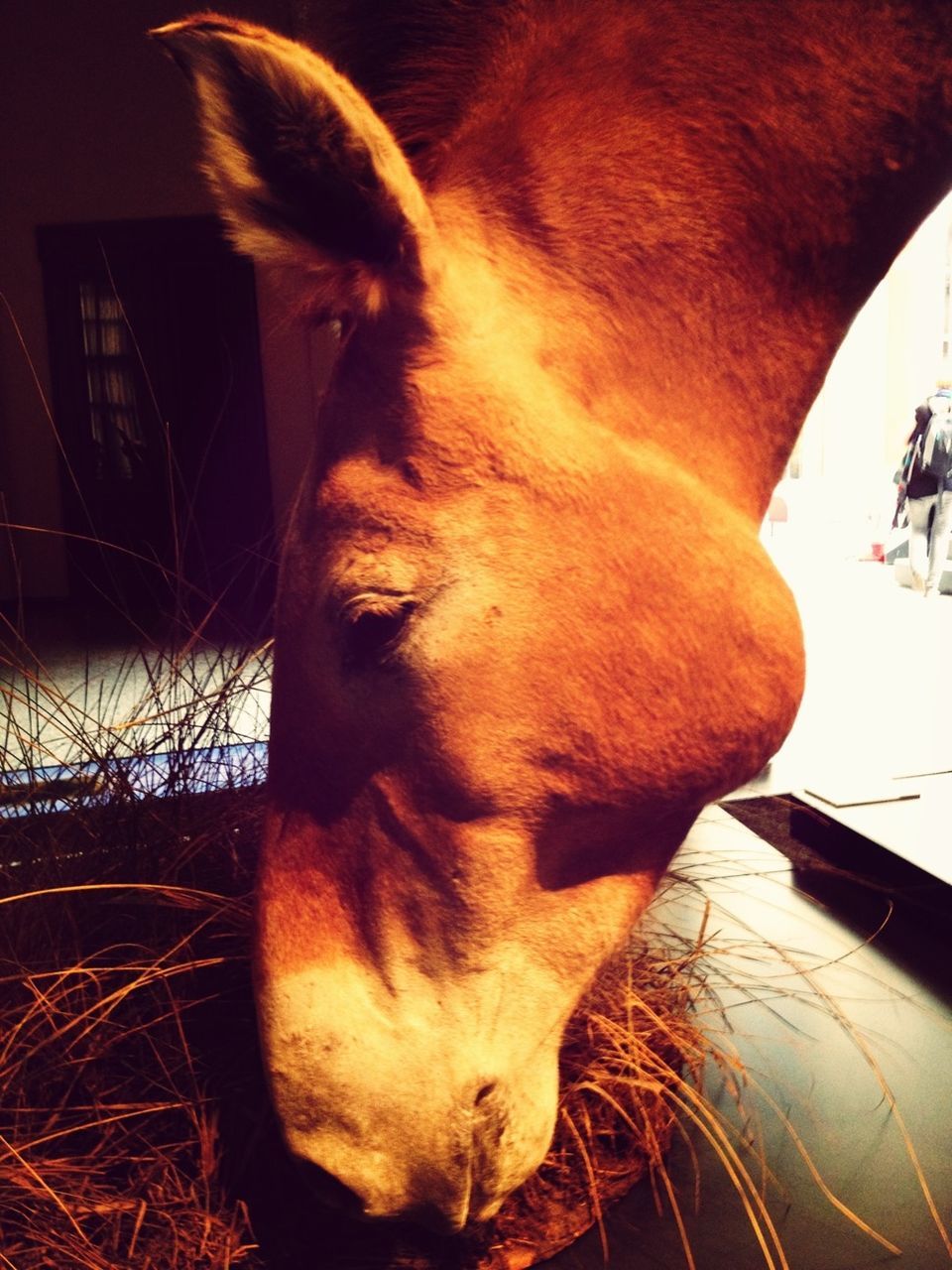 animal themes, horse, one animal, mammal, domestic animals, animal head, close-up, animal body part, indoors, auto post production filter, low angle view, portrait, part of, no people, sunlight, day, looking at camera, livestock, herbivorous