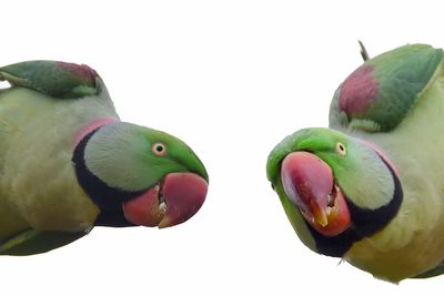 Close-up of parrot against clear sky