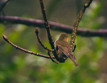 Close-up of bird perching on branch