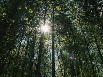 Sunlight streaming through trees in forest