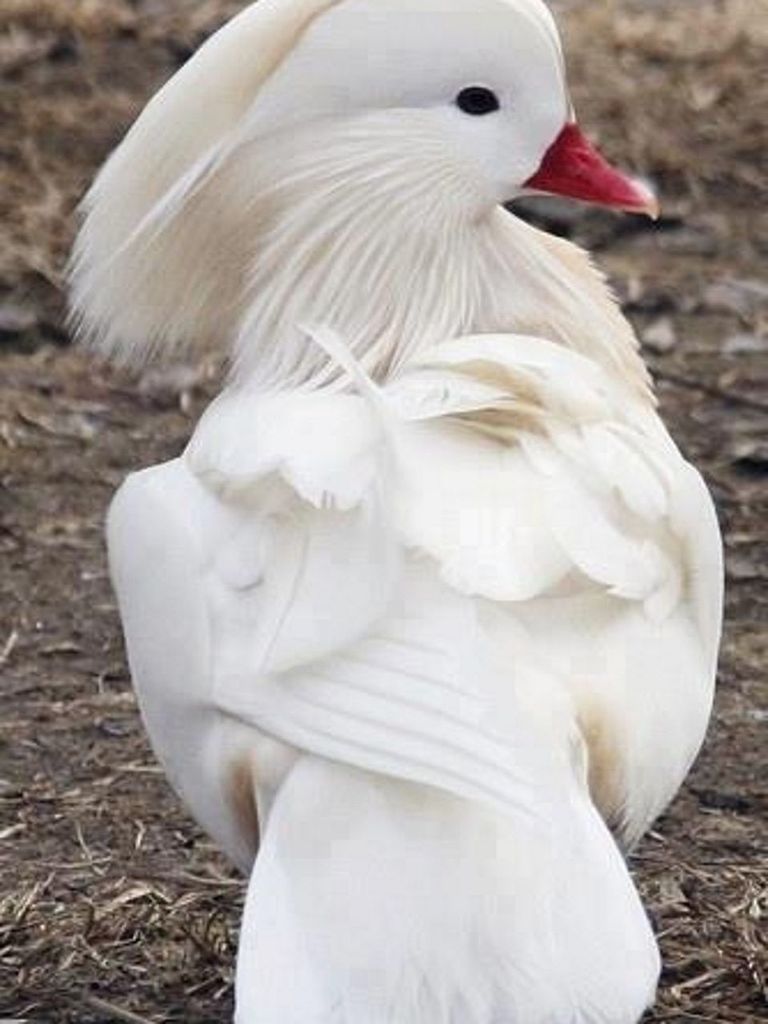 animal themes, bird, white color, animals in the wild, wildlife, beak, close-up, one animal, focus on foreground, feather, white, field, nature, swan, outdoors, day, animal head, no people, front view