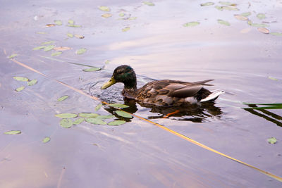 High angle view of duck swimming in lake